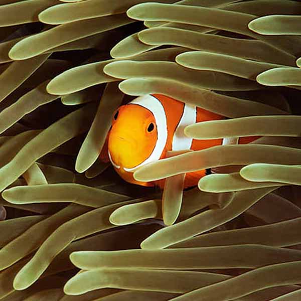 Peekaboo Clownfish Coral will make a perfect background for any fresh or salt water tank or aquarium as well as dry terrariums.