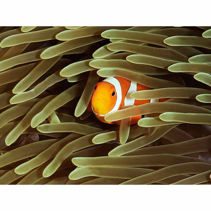 Peekaboo Clownfish Coral will make a perfect background for any fresh or salt water tank or aquarium as well as dry terrariums.