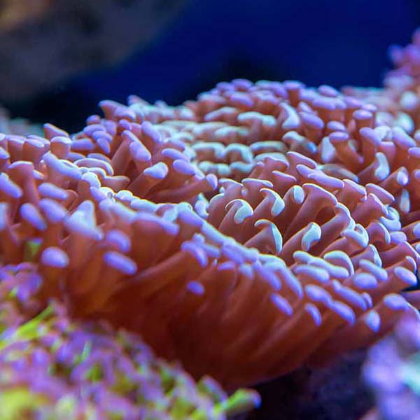 Pink Coral World will make a perfect background for any fresh or salt water tank or aquarium as well as dry terrariums.