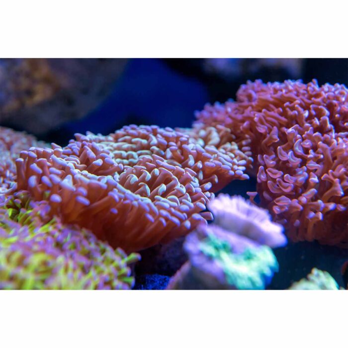 Pink Coral World will make a perfect background for any fresh or salt water tank or aquarium as well as dry terrariums.