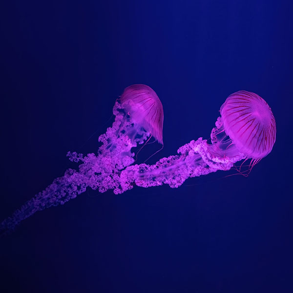 Pink Jellyfish Couple will make a perfect background for any fresh or salt water tank or aquarium as well as dry terrariums.