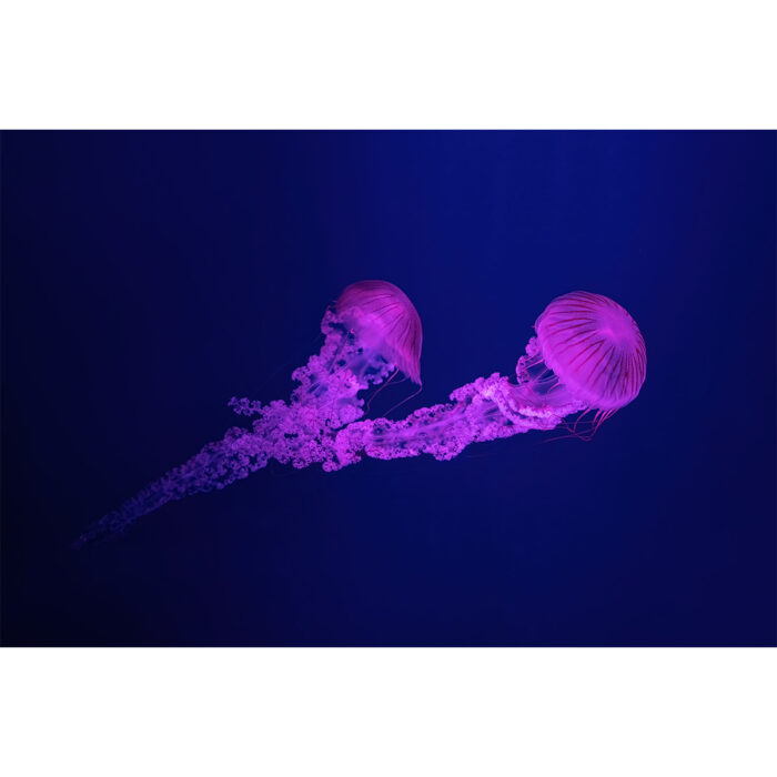 Pink Jellyfish Couple will make a perfect background for any fresh or salt water tank or aquarium as well as dry terrariums.