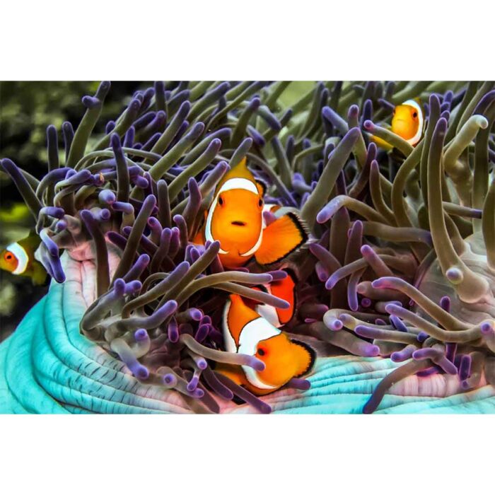 Purple Coral Clown will make a perfect background for any fresh or salt water tank or aquarium as well as dry terrariums.