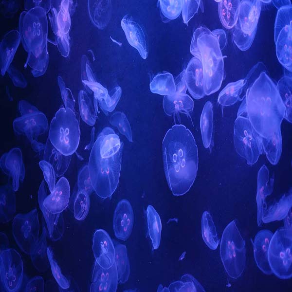 Purple Jellyfish Scene will make a perfect background for any fresh or salt water tank or aquarium as well as dry terrariums.