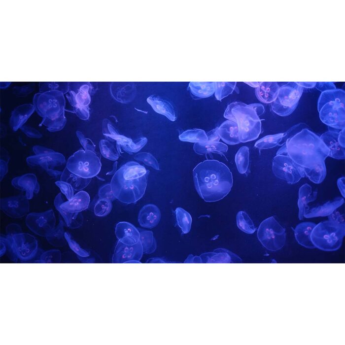 Purple Jellyfish Scene will make a perfect background for any fresh or salt water tank or aquarium as well as dry terrariums.