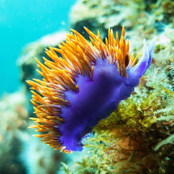 Purple Orange Snail will make a perfect background for any fresh or salt water tank or aquarium as well as dry terrariums.