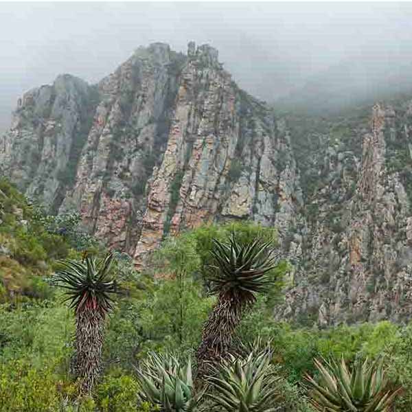 Red Mountain Vegetation will make a perfect background for any fresh or salt water tank or aquarium as well as dry terrariums.