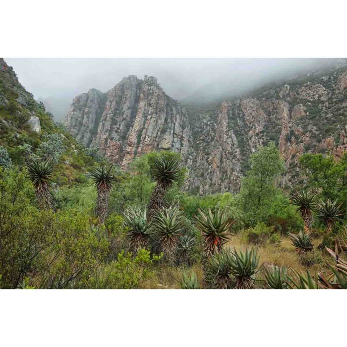 Red Mountain Vegetation will make a perfect background for any fresh or salt water tank or aquarium as well as dry terrariums.