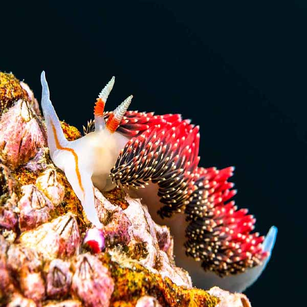 Red Nudibranch Snail will make a perfect background for any fresh or salt water tank or aquarium as well as dry terrariums.