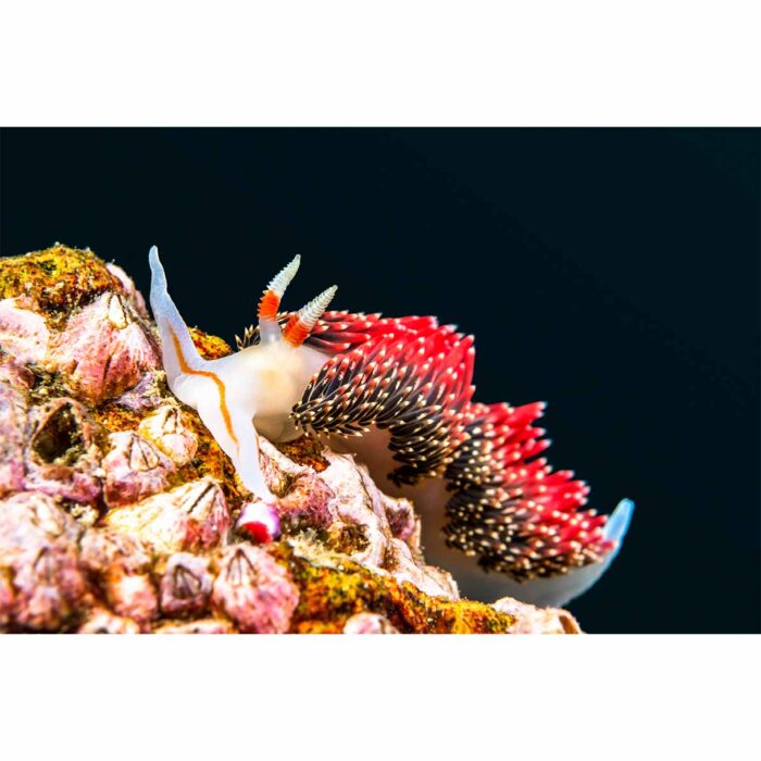 Red Nudibranch Snail will make a perfect background for any fresh or salt water tank or aquarium as well as dry terrariums.