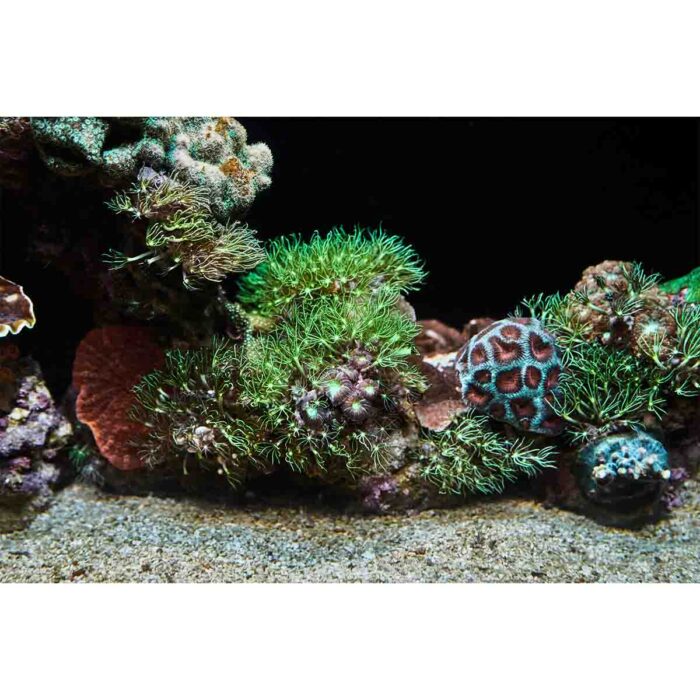 Red Sea Aquarium will make a perfect background for any fresh or salt water tank or aquarium as well as dry terrariums.