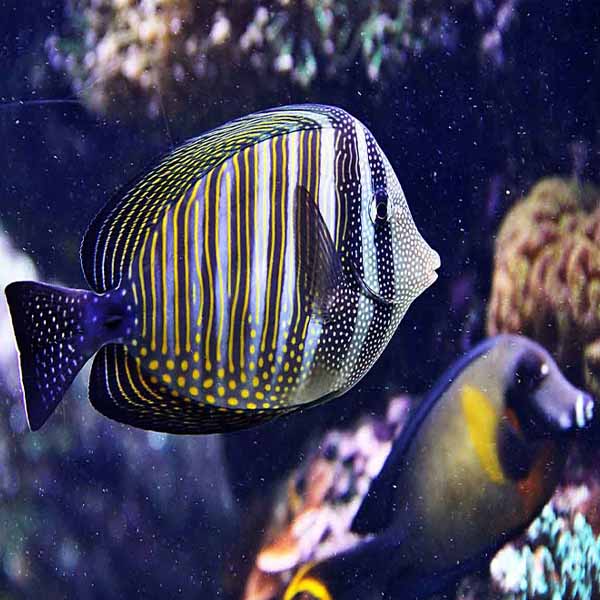 Reef Fish Seascape will make a perfect background for any fresh or salt water tank or aquarium as well as dry terrariums.