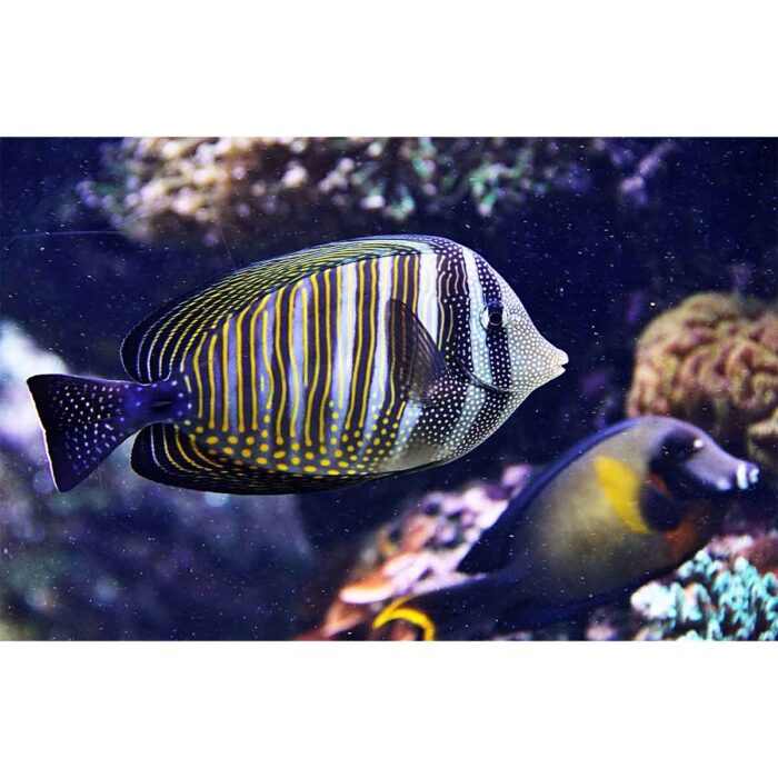 Reef Fish Seascape will make a perfect background for any fresh or salt water tank or aquarium as well as dry terrariums.