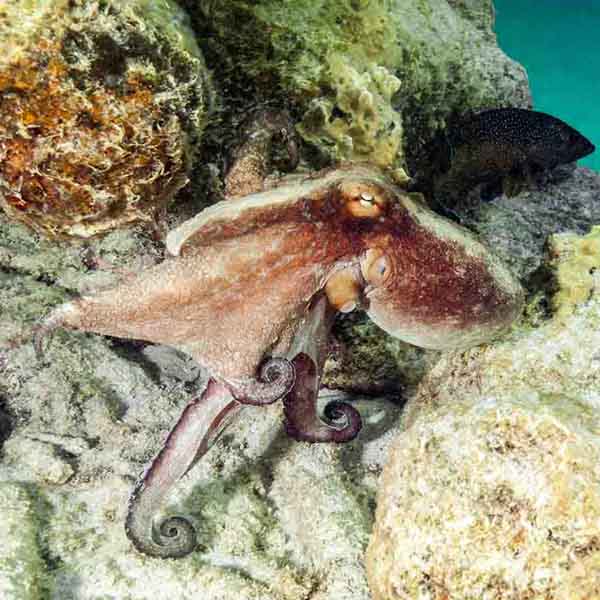 Reef Octopus Prowling will make a perfect background for any fresh or salt water tank or aquarium as well as dry terrariums.