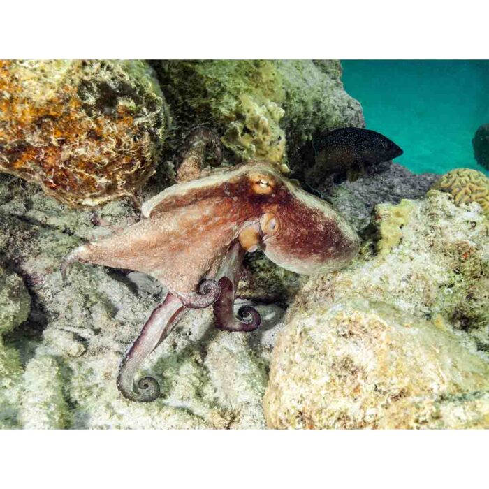 Reef Octopus Prowling will make a perfect background for any fresh or salt water tank or aquarium as well as dry terrariums.