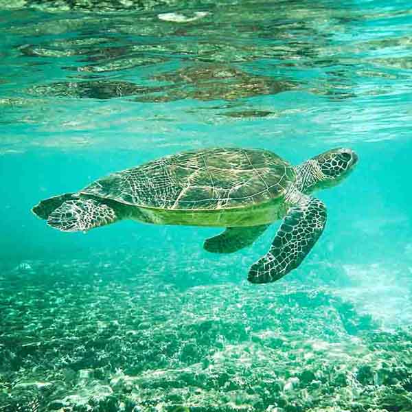 Reef Sea Turtle will make a perfect background for any fresh or salt water tank or aquarium as well as dry terrariums.