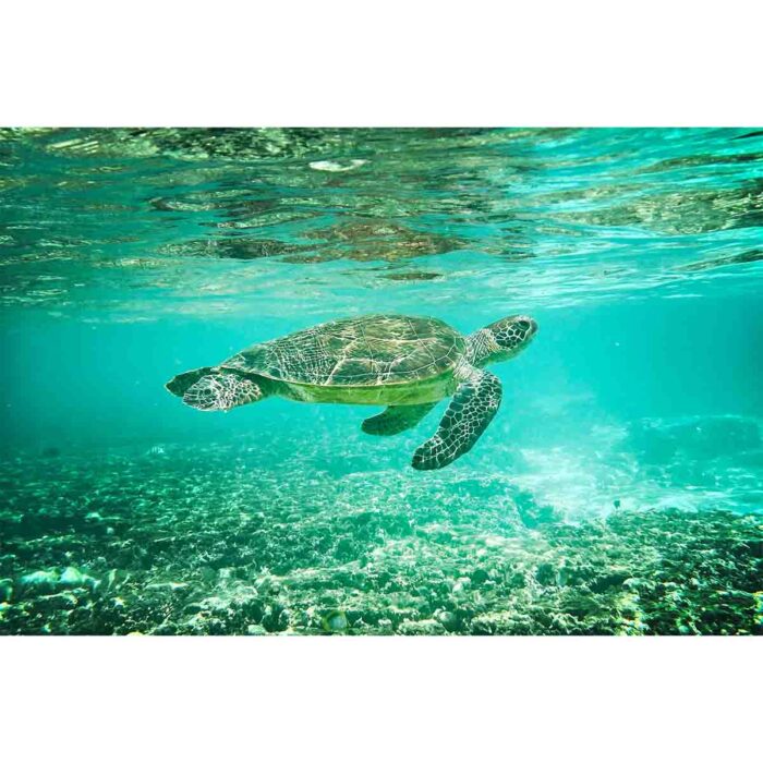 Reef Sea Turtle will make a perfect background for any fresh or salt water tank or aquarium as well as dry terrariums.