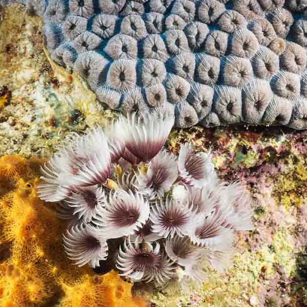 Relaxing Coral Overview will make a perfect background for any fresh or salt water tank or aquarium as well as dry terrariums.