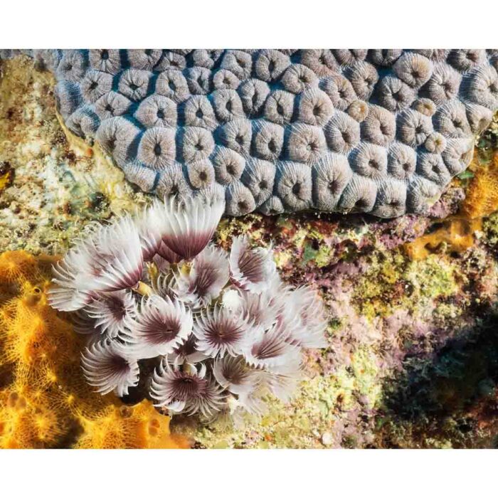 Relaxing Coral Overview will make a perfect background for any fresh or salt water tank or aquarium as well as dry terrariums.