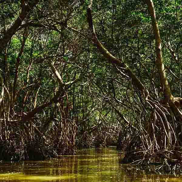 River Forest Mangrove make a perfect background for any fresh or salt water tank or aquarium as well as dry terrariums.