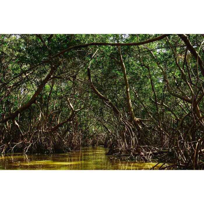 River Forest Mangrove make a perfect background for any fresh or salt water tank or aquarium as well as dry terrariums.