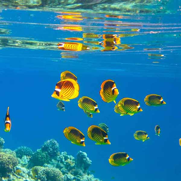 School of Butterflyfish will make a perfect background for any fresh or salt water tank or aquarium as well as dry terrariums.