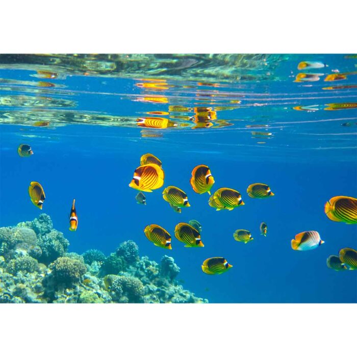 School of Butterflyfish will make a perfect background for any fresh or salt water tank or aquarium as well as dry terrariums.