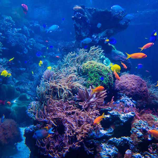 Scuba Fish Exploration will make a perfect background for any fresh or salt water tank or aquarium as well as dry terrariums.