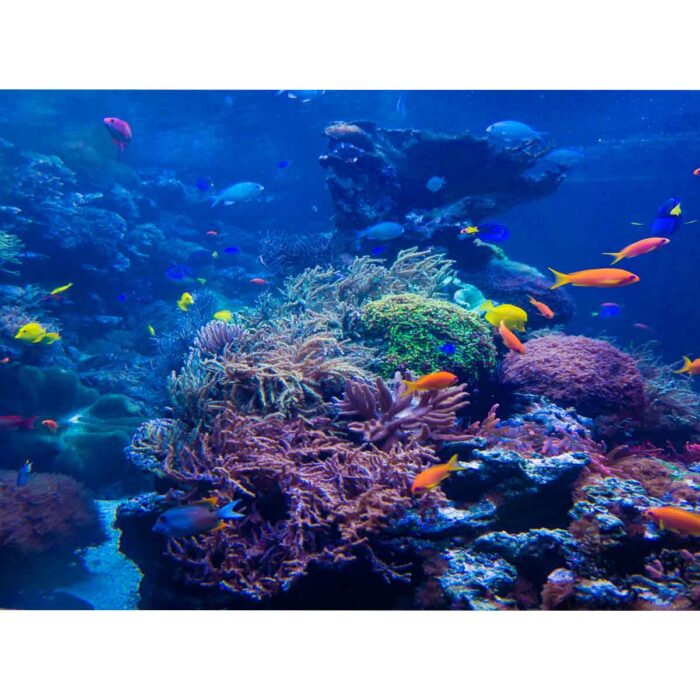 Scuba Fish Exploration will make a perfect background for any fresh or salt water tank or aquarium as well as dry terrariums.