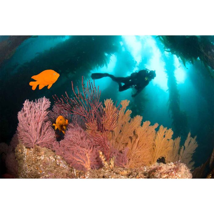 Scuba With Fish will make a perfect background for any fresh or salt water tank or aquarium as well as dry terrariums.