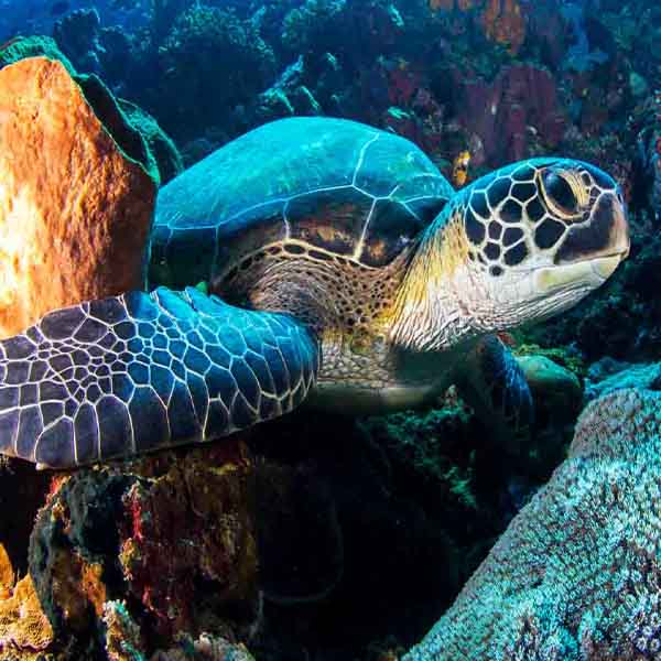 Sea Bottom Turtle will make a perfect background for any fresh or salt water tank or aquarium as well as dry terrariums.