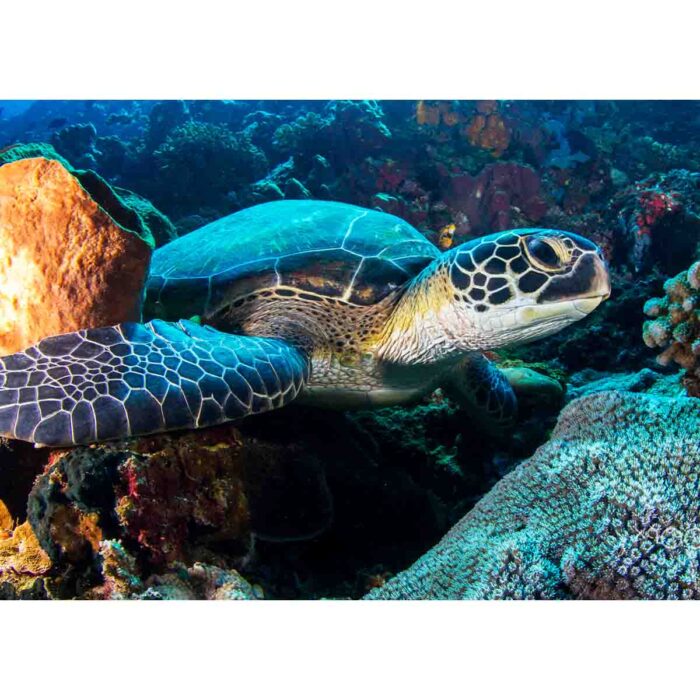 Sea Bottom Turtle will make a perfect background for any fresh or salt water tank or aquarium as well as dry terrariums.