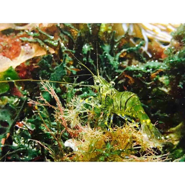 Sea Green Crustacean will make a perfect background for any fresh or salt water tank or aquarium as well as dry terrariums.