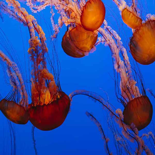 Sea Nettle Jellyfish will make a perfect background for any fresh or salt water tank or aquarium as well as dry terrariums.