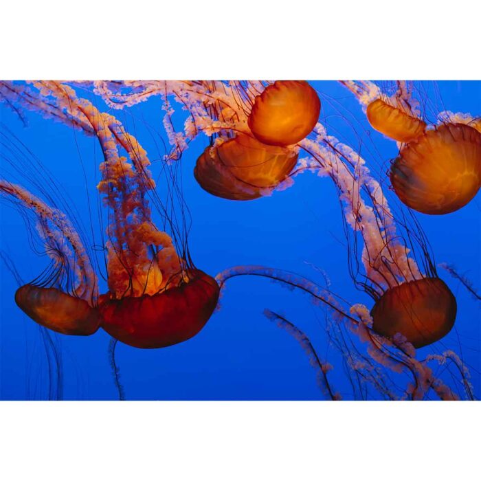 Sea Nettle Jellyfish will make a perfect background for any fresh or salt water tank or aquarium as well as dry terrariums.