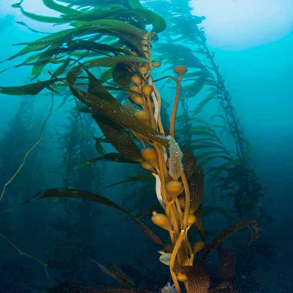 Sea Plant Kelp will make a perfect background for any fresh or salt water tank or aquarium as well as dry terrariums.