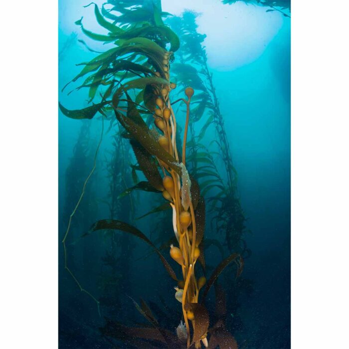 Sea Plant Kelp will make a perfect background for any fresh or salt water tank or aquarium as well as dry terrariums.