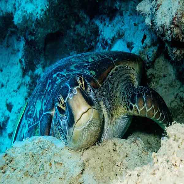 Sea Turtle Burrowing will make a perfect background for any fresh or salt water tank or aquarium as well as dry terrariums.