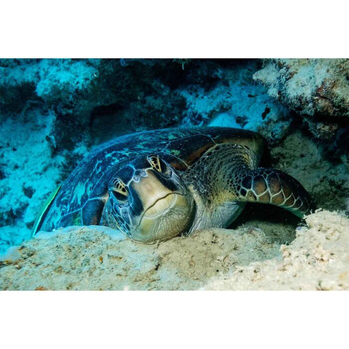 Sea Turtle Burrowing will make a perfect background for any fresh or salt water tank or aquarium as well as dry terrariums.