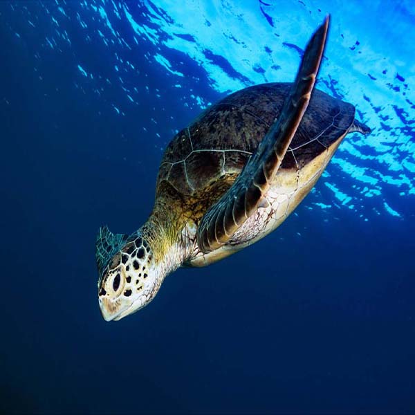 Sea Turtle Diving will make a perfect background for any fresh or salt water tank or aquarium as well as dry terrariums.