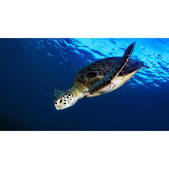 Sea Turtle Diving will make a perfect background for any fresh or salt water tank or aquarium as well as dry terrariums.