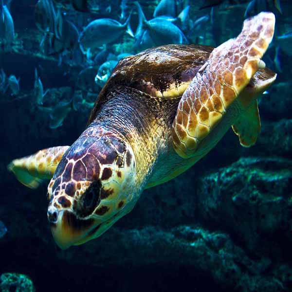 Sea Turtle Exploring will make a perfect background for any fresh or salt water tank or aquarium as well as dry terrariums.