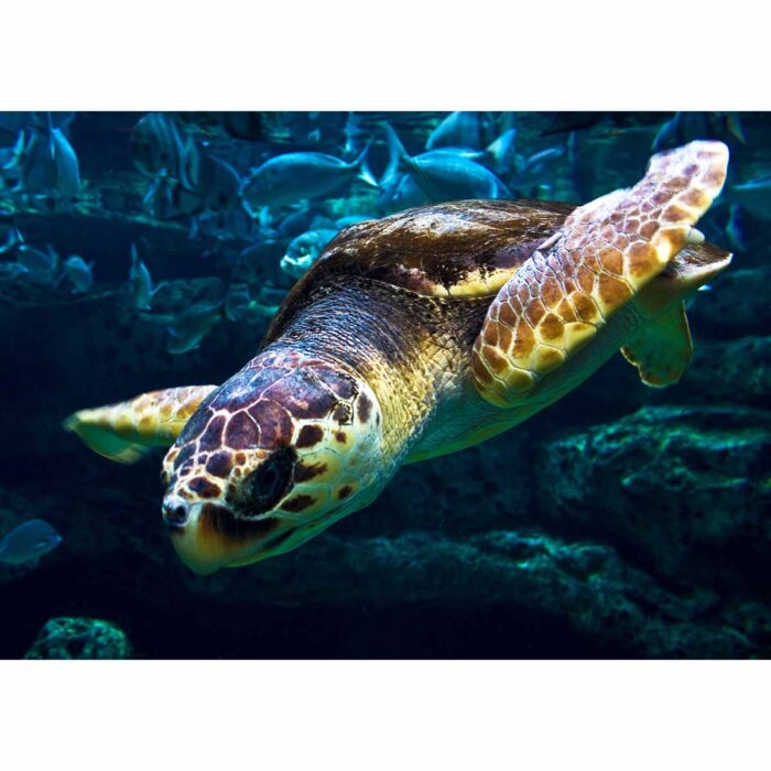 Sea Turtle Exploring will make a perfect background for any fresh or salt water tank or aquarium as well as dry terrariums.