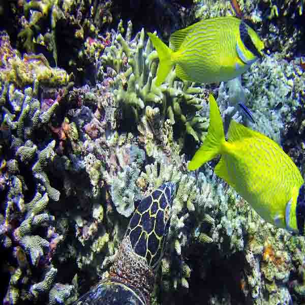 Sea Turtle Fish will make a perfect background for any fresh or salt water tank or aquarium as well as dry terrariums.