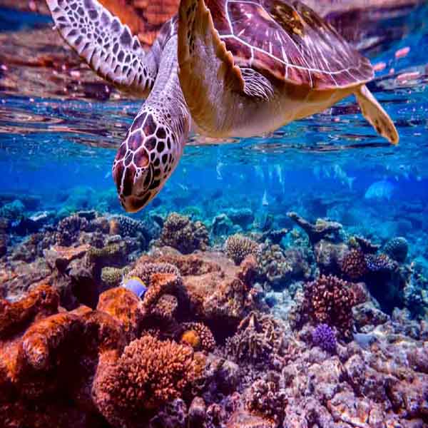 Sea Turtle Fun will make a perfect background for any fresh or salt water tank or aquarium as well as dry terrariums.