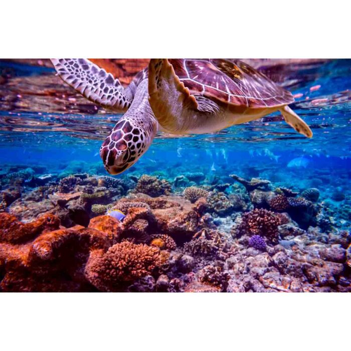 Sea Turtle Fun will make a perfect background for any fresh or salt water tank or aquarium as well as dry terrariums.