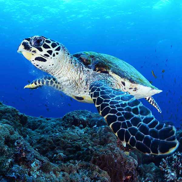 Sea Turtle Investigating will make a perfect background for any fresh or salt water tank or aquarium as well as dry terrariums.