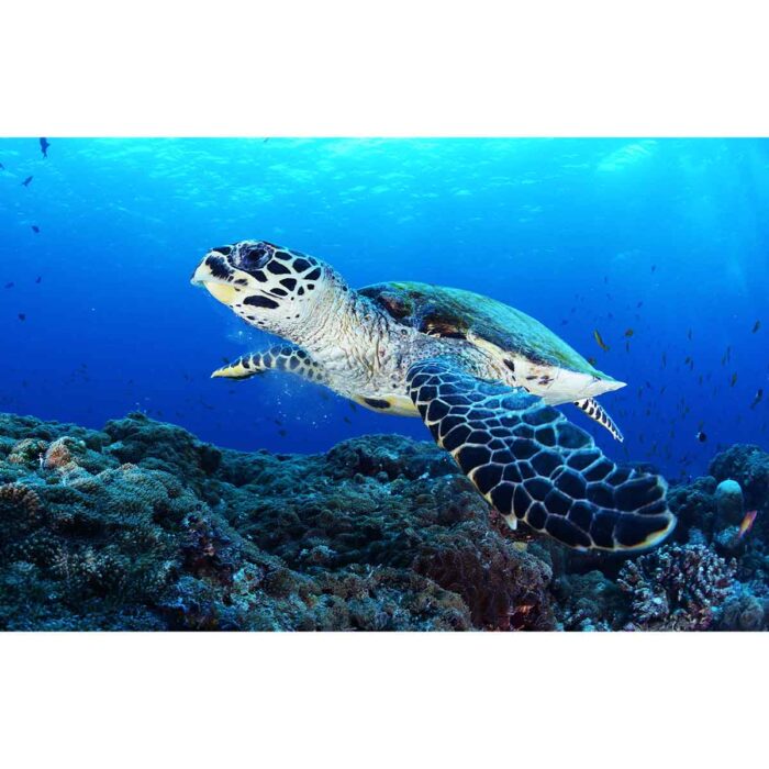 Sea Turtle Investigating will make a perfect background for any fresh or salt water tank or aquarium as well as dry terrariums.