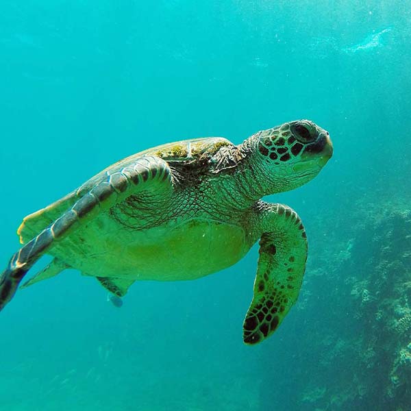 Sea Turtle Side will make a perfect background for any fresh or salt water tank or aquarium as well as dry terrariums.