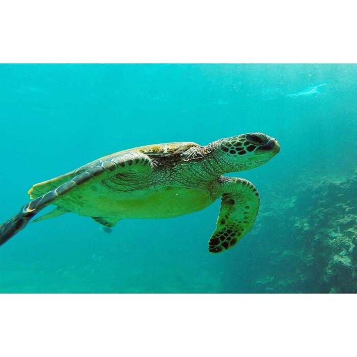 Sea Turtle Side will make a perfect background for any fresh or salt water tank or aquarium as well as dry terrariums.